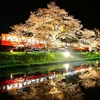 菜の花＆桜の小湊鉄道　