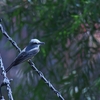 ニシタイランチョウ Western Kingbird