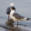 アメリカズグロカモメ(Franklin's Gull)