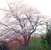 一雨ごとに春の息吹が立ち込めてまいりました…