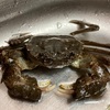 「モクズガニ」のコスパが素晴らしい！調理から食べ方まで、堪能しつくしてみたよ！