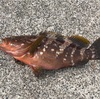 2019年上越での釣りを振り返り