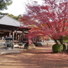 【犬山】善師野駅〜継鹿尾山（273m）〜寂光院の紅葉ハイキング。