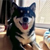 氷を舐めるモリーちゃん🐕