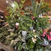 「グリーンプラザ山長（奈良県生駒市） - 室内は観葉植物です♪（2025年7月9日）」