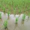 イネの生育は順調で草刈りと除草剤・抑草剤の利用
