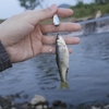 ダイソーのスプーンでオイカワも釣れます【小物釣り】