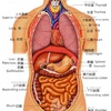 11.臓器の位置