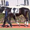 ６日に帰厩。次走は再来週の福島の特別戦２鞍を両睨み。☆アマネセール