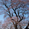 ひょうたん桜　高知仁淀川町