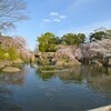 霞ヶ浦総合公園の桜（土浦市）～つくば市とその周辺の風景写真案内（１３６７） 