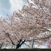 桜満開（Miya）