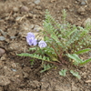 Wildflower: Showy Jacob's Ladder