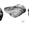 第683話 17万年前の焼き芋が発見されたそうです