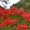 仏隆寺の彼岸花を見てきました