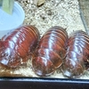 磐田市竜洋昆虫自然観察公園 ゴキブリ展