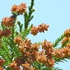 やっぱり花粉にやられてる(2026)
