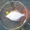 釣り初め・・・こいつは春から縁起がいいや！！