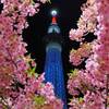 河津桜とスカイツリーライトアップの撮影スポット「東武橋」はどこにある！？｜2025年開花状況、夜桜、見頃、見どころ、写真（東京都墨田区）