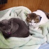 新！土曜日の恋猫。