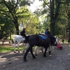 Central Park Run☆そこらじゅうに秋の気配。