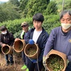 茶の実収穫！！！