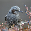 野鳥「ヒヨドリ」「ハッカチョウ」「ムクドリ」