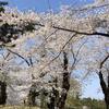 東北の桜めぐり　４