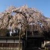 平成の枝垂れ桜花見「慶恩寺」