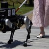 中国、視覚障害者を支援するロボット犬を開発