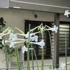 テッポウユリが咲く