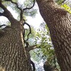 晩夏の公園、写真館