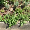 ドーンバレータイム予定通り？黄色の斑が消える夏。他のタイム等