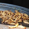 英国の4つの小学校で昆虫食が導入される