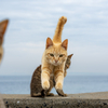 隣県西部離島のねこさん