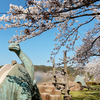 心地良い晴れの日はお花見ドライブへ｜与板たちばな公園と信濃川流域の桜並木
