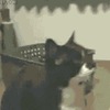 猫「俺の話をちゃんと聞け！おい！携帯電話なんてイジってんじゃねーよ！」【激オコ猫様のGIF画像】