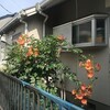凌霄花