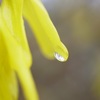 雨に濡れて