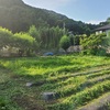 野菜畑の除草＆晩生玉ねぎ収穫