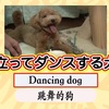 【デウスXマキナのよろず大百科】ナニコレ珍百景とテレビ番組としての責務