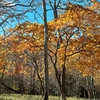 最後の山の紅葉🎶