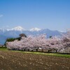 憩いの桜並木