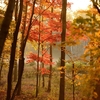 『枯れ葉（Autumn Leaves）』 ジャズ