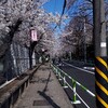 2021 3月25日 日大通りの桜満開