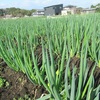 今週の野菜