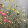 Training  log 7/12-18
