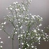 染めたカスミ草をドライフラワーにしてみた