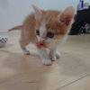 茶白の子猫が息子宅にきました😽　ムチャクチャ可愛いですね🤣🤣　元気に育っていってほしいです！