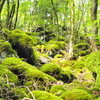 【登山】山犬嶽～こけ天国！まるで、もののけ姫の世界～